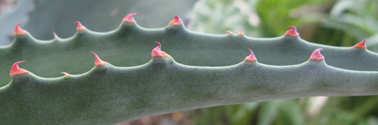 Pépinière Palmaris Agave mapisaga mapisaga Navarro