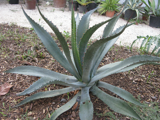 Pépinière Palmaris Agave mapisaga mapisaga Navarro