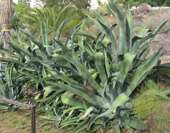 Pépinière Palmaris Agave mapisaga mapisaga Nice