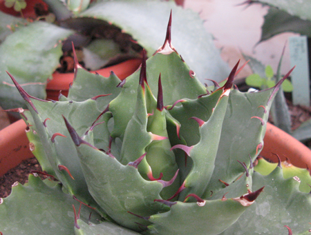 Pépinière Palmaris Agave margaritae Navarro