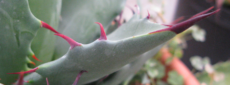 Pépinière Palmaris Agave margaritae Navarro