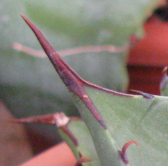 Pépinière Palmaris Agave margaritae Navarro