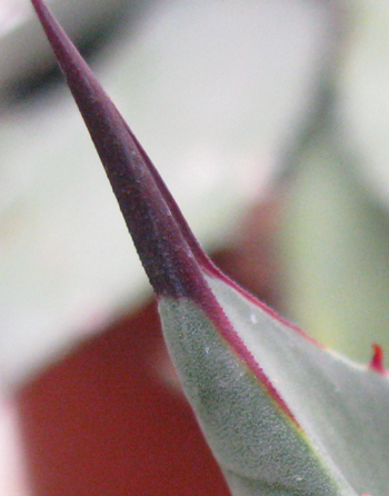 Pépinière Palmaris Agave margaritae Navarro