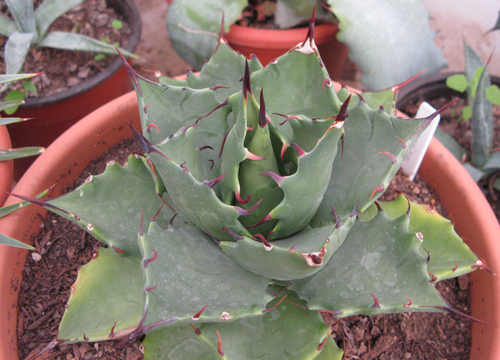 Pépinière Palmaris Agave margaritae Navarro