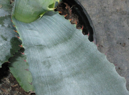 Palmaris Agave marmorata