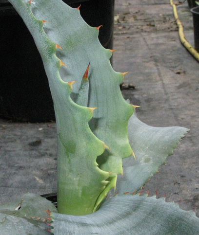 Palmaris Agave marmorata