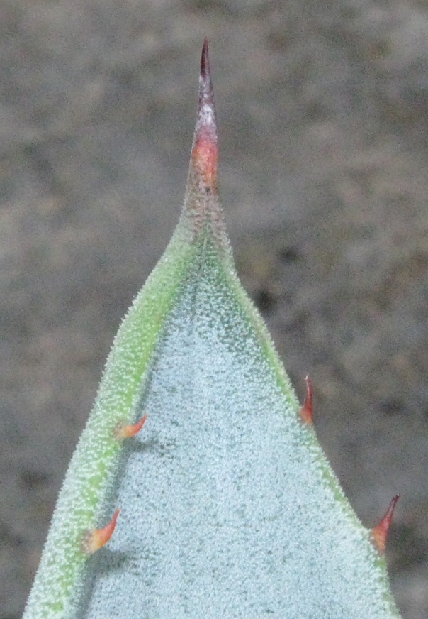 Palmaris Agave marmorata