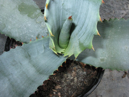 Palmaris Agave marmorata