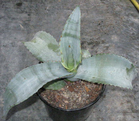 Palmaris Agave marmorata