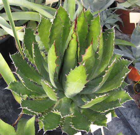 Pépinière Palmaris Agave maximiliana