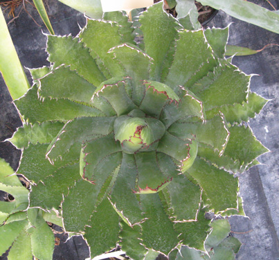 Pépinière Palmaris Agave maximiliana