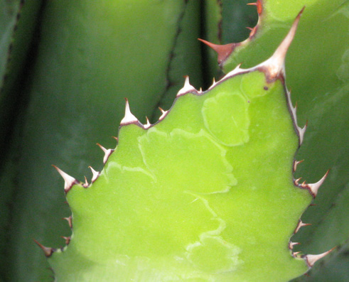 Pépinière Palmaris Agave maximiliana