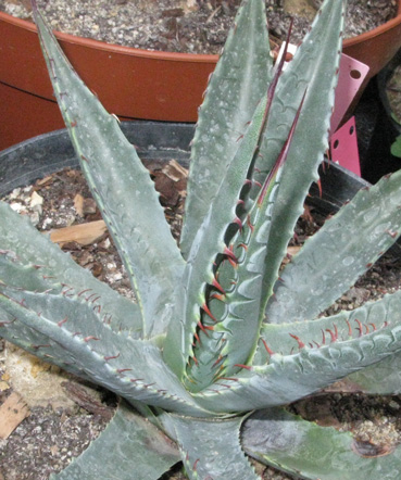 Palmaris Agave mckelveyana