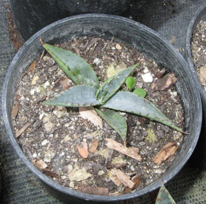 Palmaris Agave mckelveyana