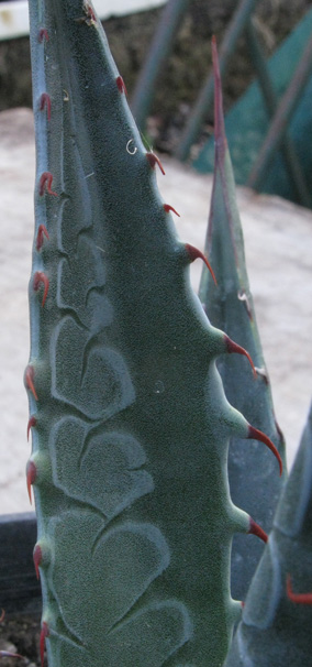 Palmaris Agave mckelveyana