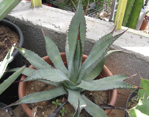 Palmaris Agave mckelveyana Cactuseraie