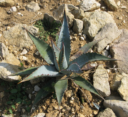 Palmaris Agave mckelveyana Cactuseraie