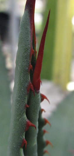 Palmaris Agave mckelveyana