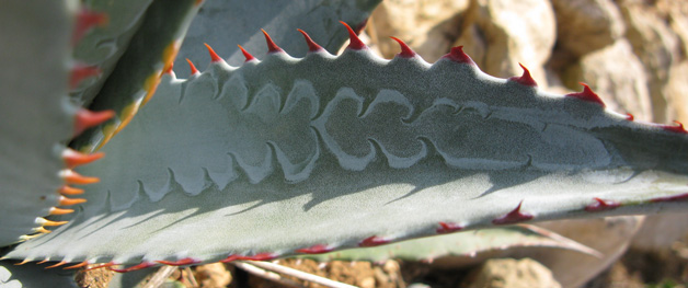 Palmaris Agave mckelveyana