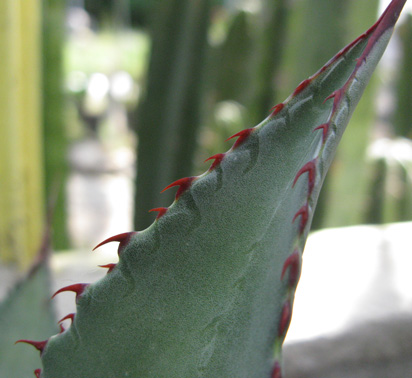 Palmaris Agave mckelveyana