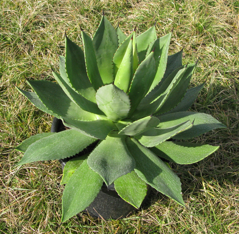 Pépinière Palmaris, Agave missionum