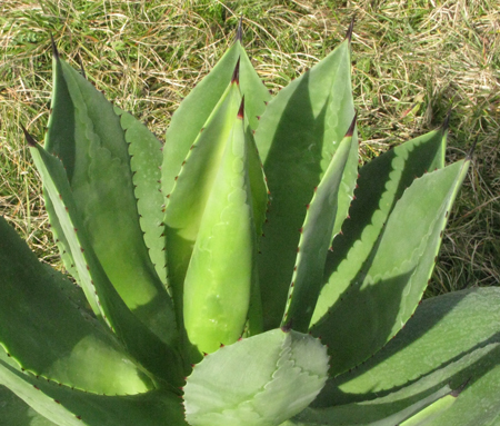 Pépinière Palmaris, Agave missionum