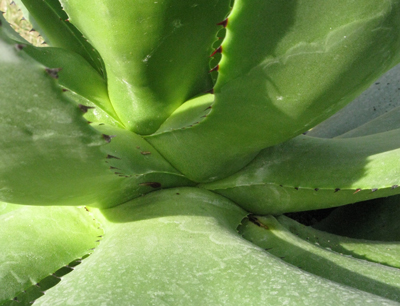 Pépinière Palmaris, Agave missionum