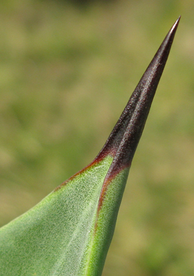 Pépinière Palmaris, Agave missionum