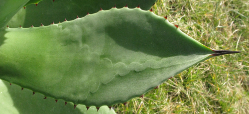 Pépinière Palmaris, Agave missionum