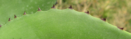 Pépinière Palmaris, Agave missionum