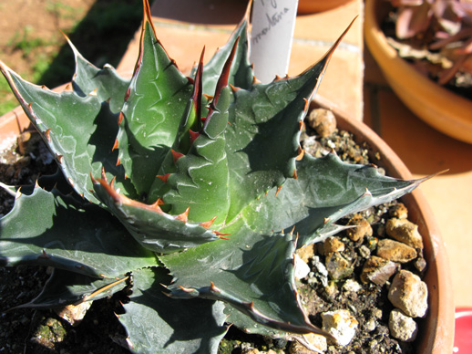 Palmaris Agave montana