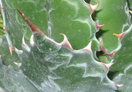 Palmaris Agave montana