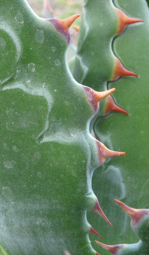 Palmaris Agave montana