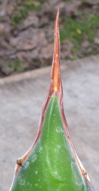 Palmaris Agave montana