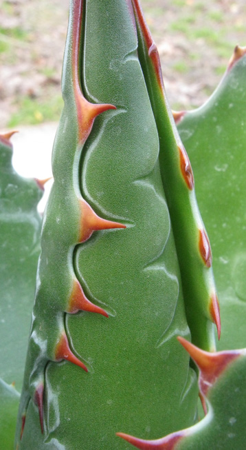 Palmaris Agave montana