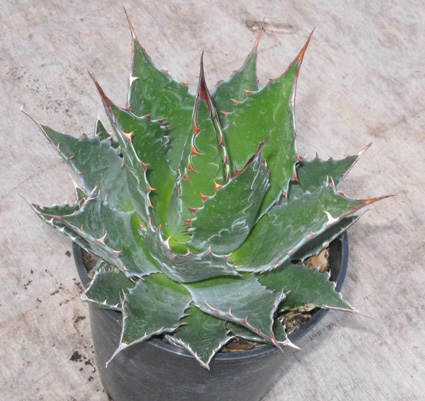 Palmaris Agave montana