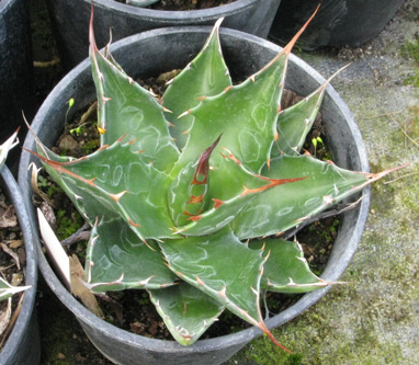 Palmaris Agave montana