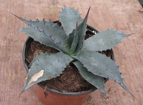 Palmaris Agave montana bleu