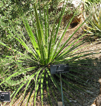 Palmaris Agave filifera multifilifera Nice