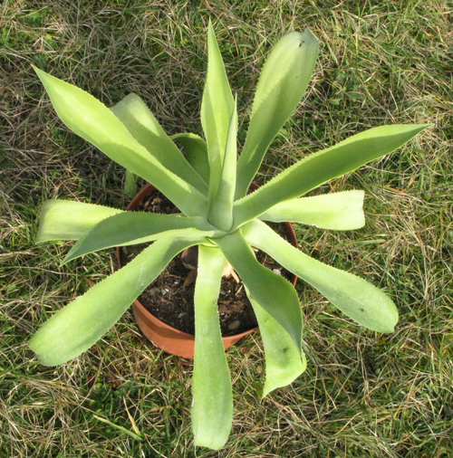 Pépinière Palmaris Agave nayaritensis