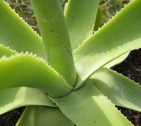 Pépinière Palmaris Agave nayaritensis