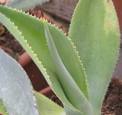 Pépinière Palmaris Agave nayaritensis