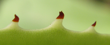 Pépinière Palmaris Agave nayaritensis