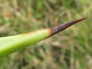 Pépinière Palmaris Agave nayaritensis