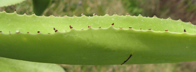 Pépinière Palmaris Agave nayaritensis