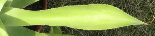 Pépinière Palmaris Agave nayaritensis