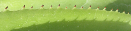 Pépinière Palmaris Agave nayaritensis