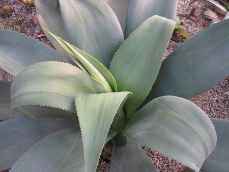 Pépinière Palmaris Agave neglecta anjani Bégon