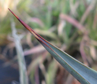 Pépinière Palmaris Agave neglecta anjani