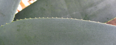 Pépinière Palmaris Agave neglecta anjani